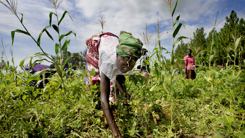 A family farming in Uganda