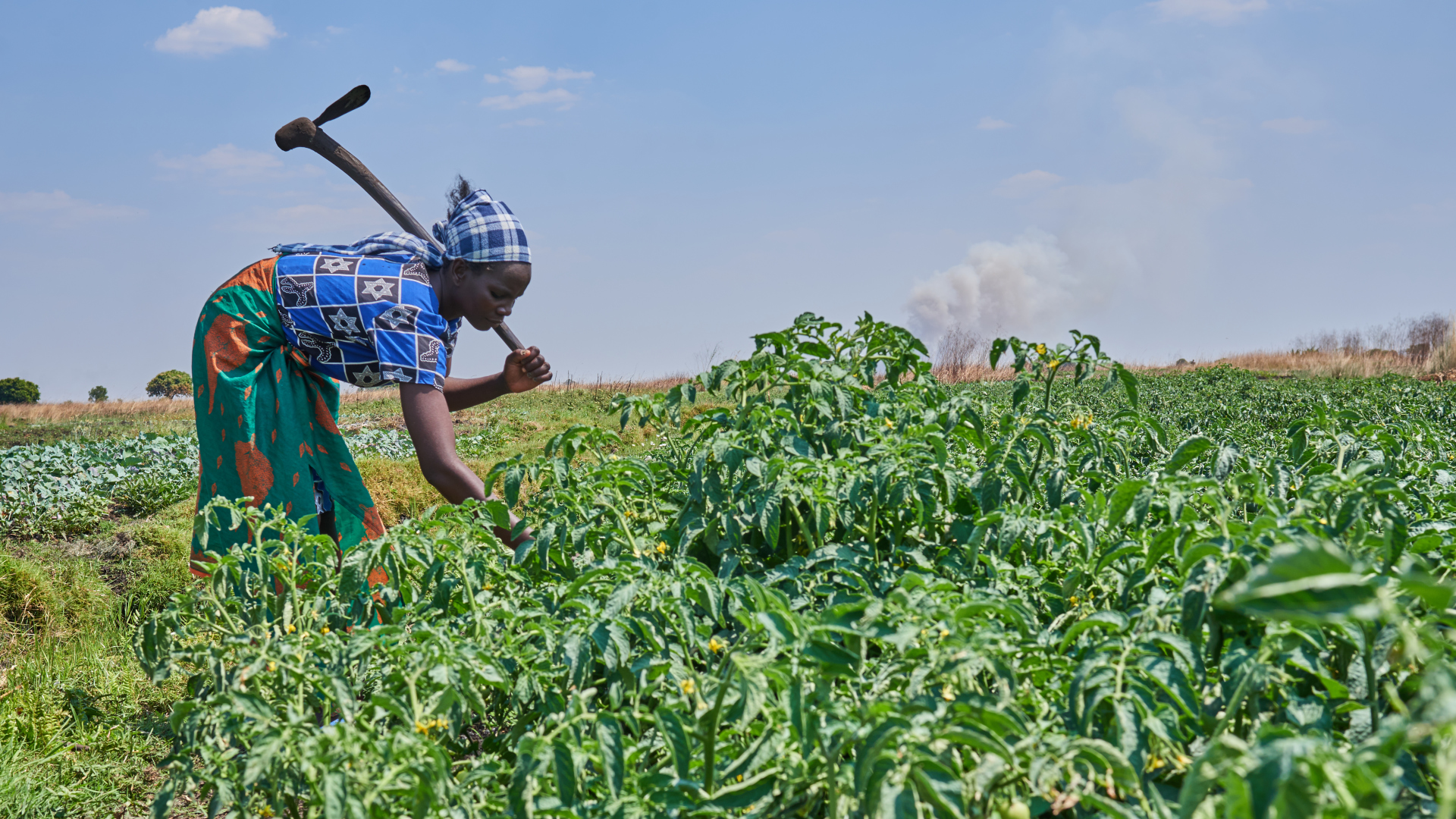 Zambia farming - cover
