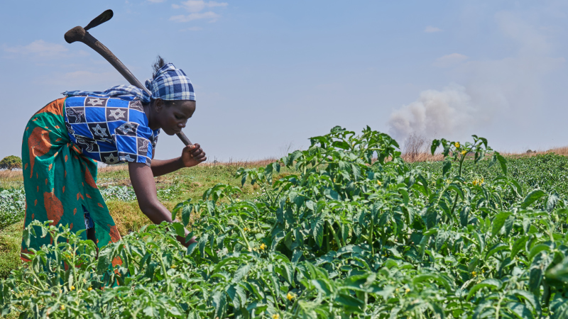 Zambia farming - cover