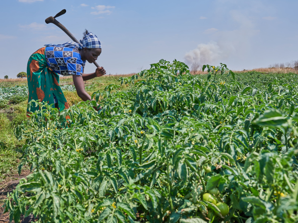 Zambia farming - cover
