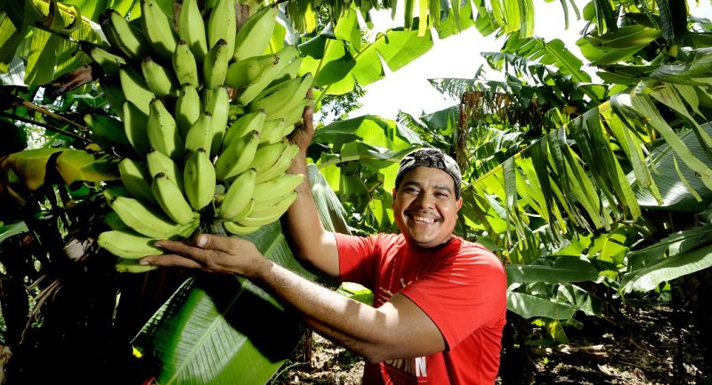 Michael Alfredo - Banana farm - Nicaragua