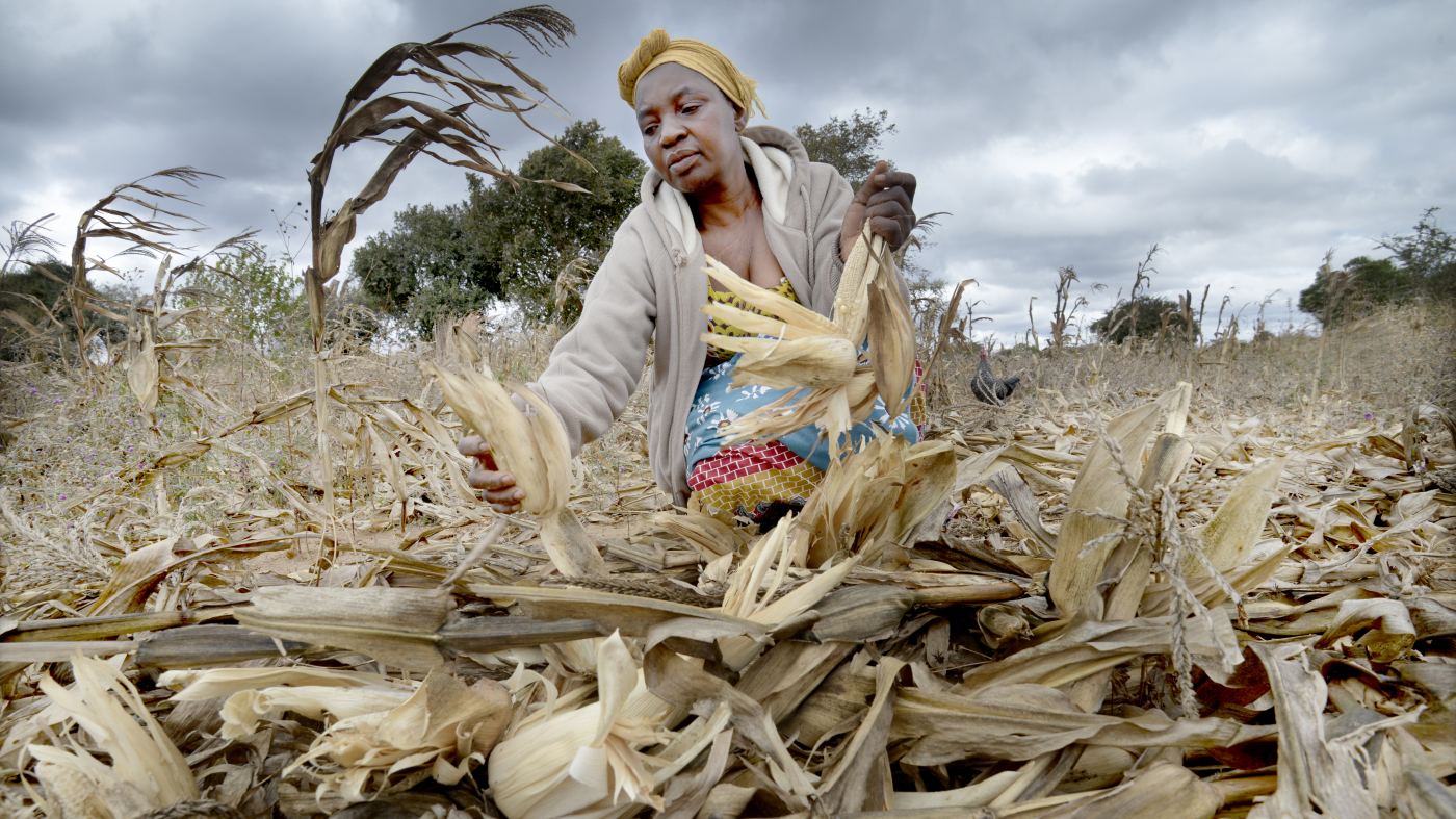 Euronica Climate Change crops field Zambia