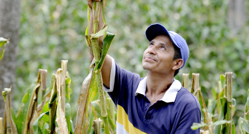 El Salvador Case Studies Name Needed Maize Farmer 01
