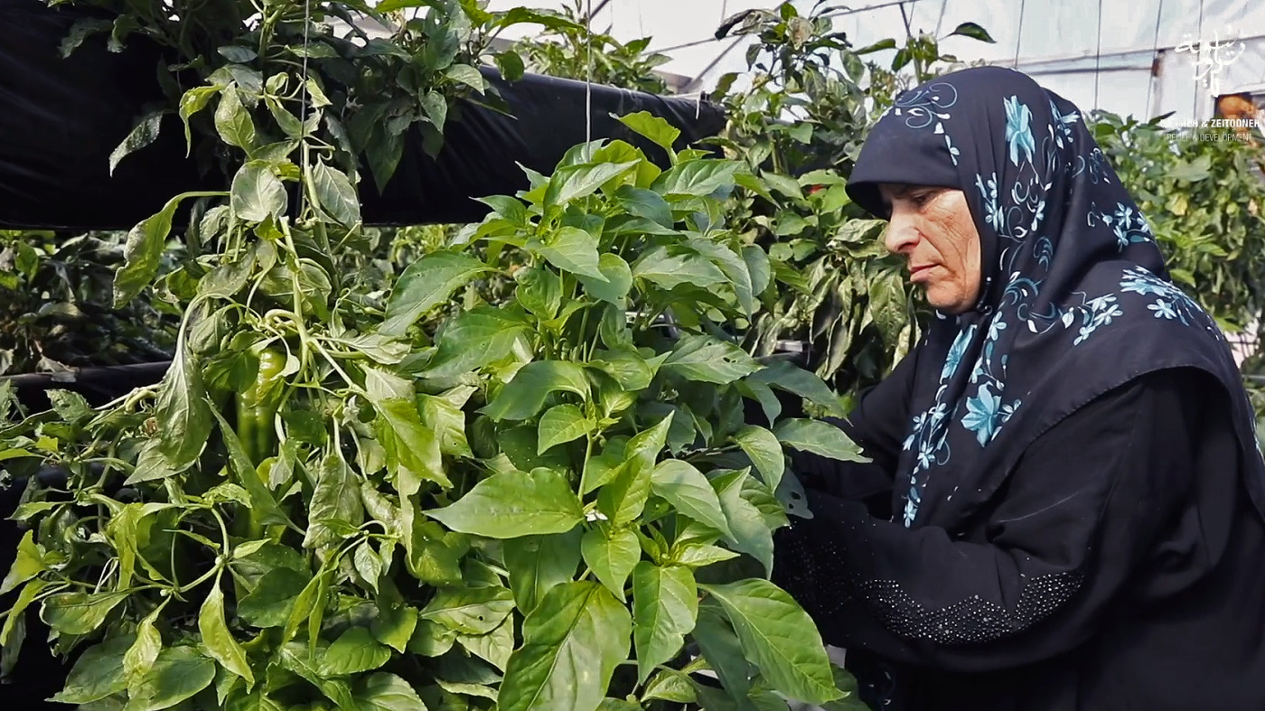 Hydroponics image