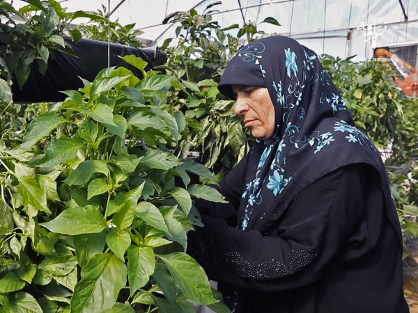 Hydroponics image